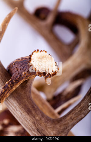 Mehrere White-tailed deer antler Schuppen von Wisconsin Stockfoto