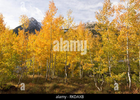 Blick von Osten Beckwith Berg und Lost Lake Slough aus Lake Campground in Gunnison National Forest verloren. Stockfoto