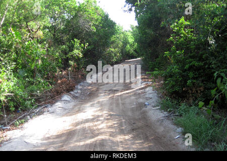 Ein Feldweg führt die die Wälder in Belize. Stockfoto