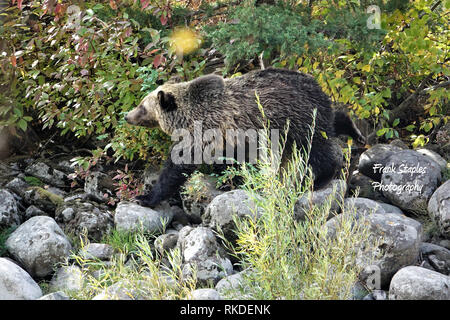 Weibliche grizzly Bär Lehre zwei Junge wie man nach Beeren Stockfoto