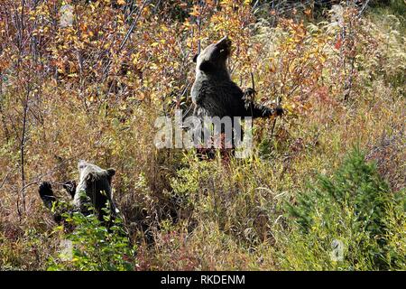 Weibliche grizzly Bär Lehre zwei Junge wie man nach Beeren Stockfoto