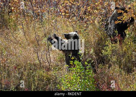 Weibliche grizzly Bär Lehre zwei Junge wie man nach Beeren Stockfoto