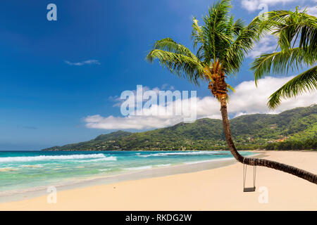 Kokospalme auf tropischen weißen Sandstrand Stockfoto