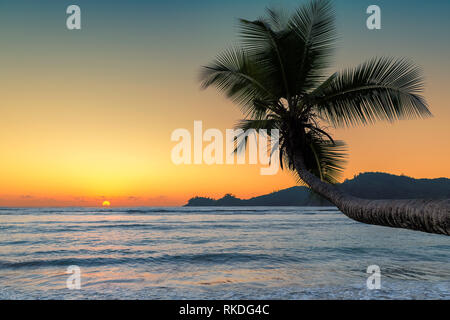 Coco Palm Tree bei Sonnenuntergang in tropischen Insel. Stockfoto