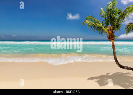 Paradise Beach mit Coco Palm mit weißem Sand und türkisfarbenem Meer auf der exotischen Insel. Stockfoto