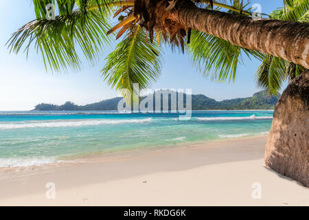 Coco Palm über White Sand Beach Stockfoto