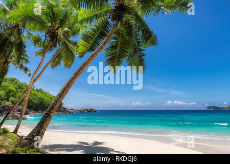 Exotischen tropischen Strand mit weißem Sand und Palmen rund um. Stockfoto