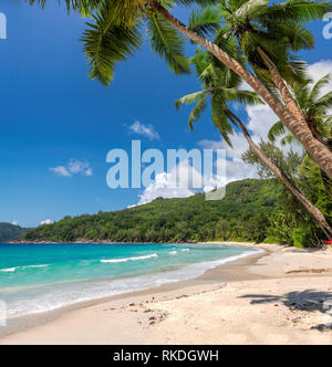 Tropischen Sandstrand mit Palmen Stockfoto