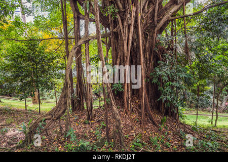 Big Tree root im Dschungel Wild. Erstaunlich banyan Wurzel in tiefen tropischen Wald. Ein alter Baum hat Wurzeln für natürliche Hintergrund. Stockfoto