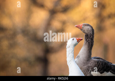Zwei schöne Gänse (Anser anser domesticus) genießen Sie einen morgendlichen Spaziergang auf einem Bauernhof. Hausgans. Goose Farm. Stockfoto