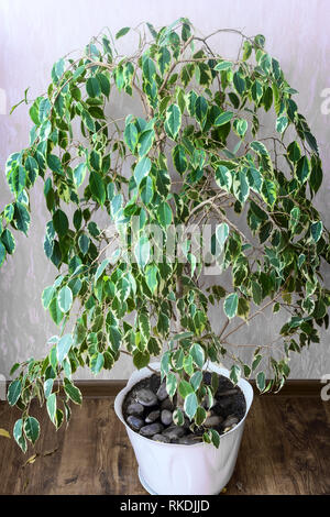 Schöne dekorative Zimmerpflanze Ficus benjamina in einem weißen Blumentopf wachsen. Stockfoto