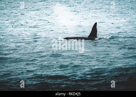 Orca Killer Whale Island Berg in der Nähe der Küste im Winter. Orcinus orca im Wasser Lebensraum, Wildlife Szene aus der Natur. Wale in der schönen Stockfoto