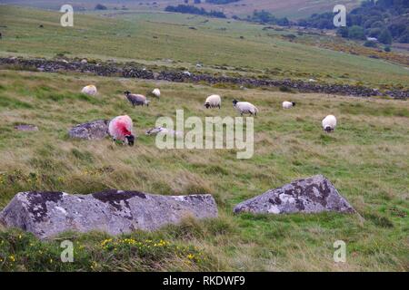 Schottische Blackfaced Schafe durch Wistmans Holz, Dartmoor National Park, zwei Brücken. Devon, UK. Stockfoto