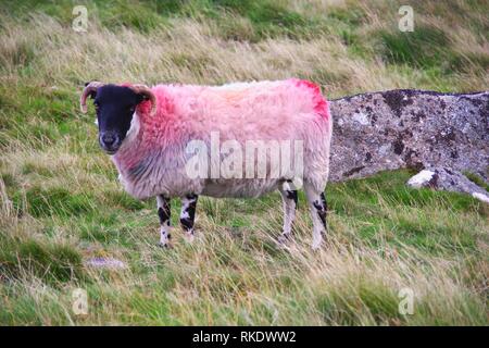 Gefärbt schottischen Blackfaced Schafe durch Wistmans Holz, Dartmoor National Park, zwei Brücken. Devon, UK. Stockfoto