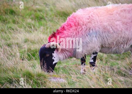 Gefärbt schottischen Blackfaced Schafe durch Wistmans Holz, Dartmoor National Park, zwei Brücken. Devon, UK. Stockfoto