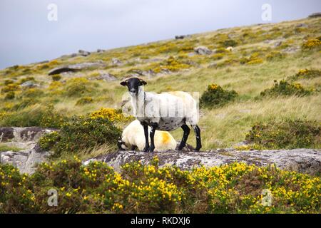 Schottische Blackfaced Schafe durch Wistmans Holz, Dartmoor National Park, zwei Brücken. Devon, UK. Stockfoto