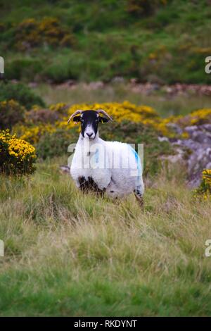 Schottische Blackfaced Schafe durch Wistmans Holz, Dartmoor National Park, zwei Brücken. Devon, UK. Stockfoto