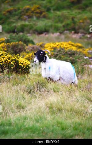 Schottische Blackfaced Schafe durch Wistmans Holz, Dartmoor National Park, zwei Brücken. Devon, UK. Stockfoto