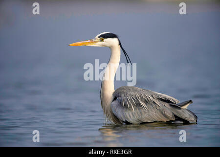 Graureiher Ardea cinerea, männlich, Bhigwan, Maharashtra, Indien Stockfoto