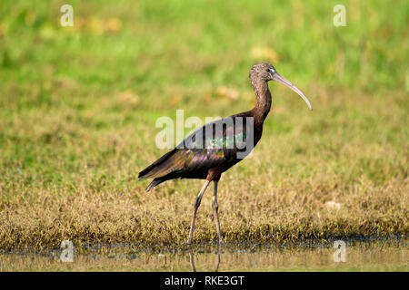 Glossy Ibis, Plegadis falcinellus, Bhigwan, Maharashtra, Indien Stockfoto