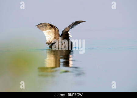 Eurasischen Blässhuhn, Fulica atra, Bhigwan, Maharashtra, Indien Stockfoto