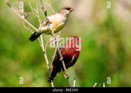 Rot, Amandava amandava avadavat, Bhigwan, Maharashtra, Indien Stockfoto