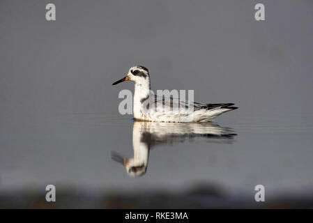 Rot, Phalaropus fulicarius Phalarope, Bhigwan, Maharashtra, Indien Stockfoto