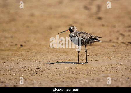 Beschmutzt, Wasserläufer, Tringa erythropus, Bhigwan, Maharashtra, Indien Stockfoto