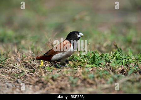 Dreifarbige Munia, Lonchura Malacca, Bhigwan, Maharashtra, Indien Stockfoto