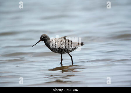 Beschmutzt, Wasserläufer, Tringa erythropus, Bhigwan, Maharashtra, Indien Stockfoto