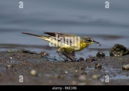 Gelbe Bachstelze, Motacilla flava, Bhigwan, Maharashtra, Indien Stockfoto