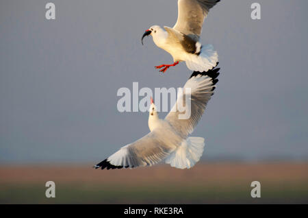 Braune Leitung Gull, Chroicocephalus brunnicephalus, Bhigwan, Maharashtra, Indien Stockfoto