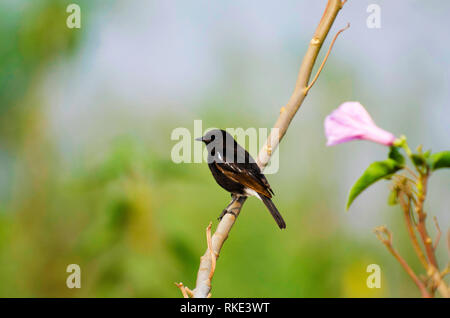 Pied bushchat, Saxicola caprata, männlich, Bhigwan, Maharashtra, Indien Stockfoto