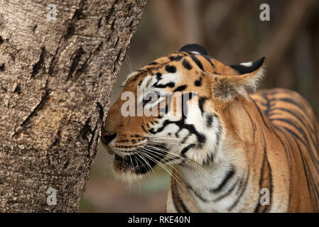 Tiger Panthera tigris, Andhari Tadoba Tiger Reserve, Maharashtra, Indien Stockfoto