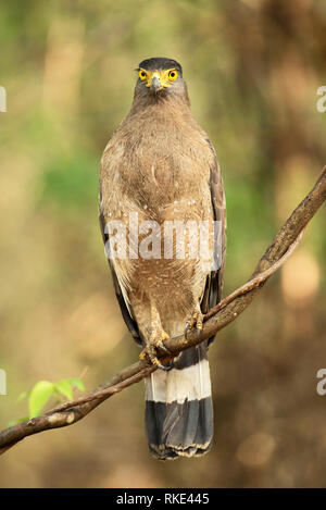Crested Schlange Adler, Spilornis Andhari cheela, Tadoba Tiger Reserve, Maharashtra, Indien Stockfoto