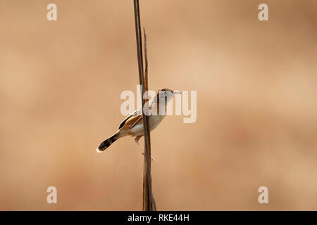 Zitting, Cisticola juncidis Cisticola, Kanha Tiger Reserve, Madhya Pradesh, Indien Stockfoto