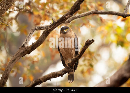 Crested Schlange Adler, Spilornis cheela, Kanha Tiger Reserve, Madhya Pradesh, Indien Stockfoto