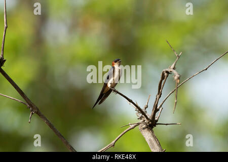Red-rumped Swallow, Cecropis daurica, Bandhavgarh Nationalpark, Madhya Pradesh, Indien Stockfoto