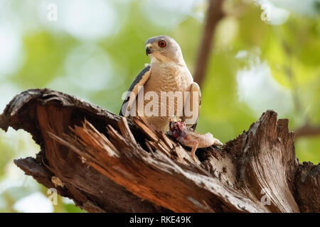 Shikra, Accipiter badius, Kanha Tiger Reserve, Madhya Pradesh, Indien Stockfoto