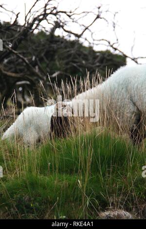 Schottische Blackfaced Schafe durch Wistmans Holz, Dartmoor National Park, zwei Brücken. Devon, UK. Stockfoto