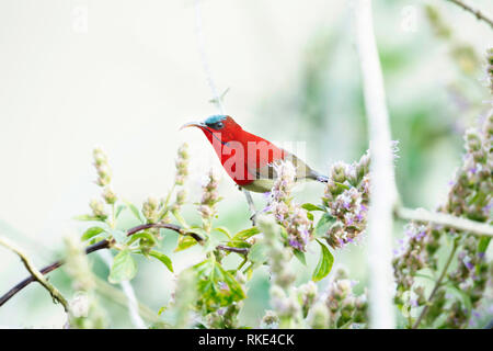 Crimson sunbird, Aethopyga siparaja, Jim Corbett National Park, Uttarakhand, Indien Stockfoto