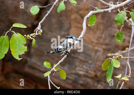 Pied Kingfisher, Ceryle rudis, Ranthambore Tiger Reserve, Rajasthan, Indien Stockfoto