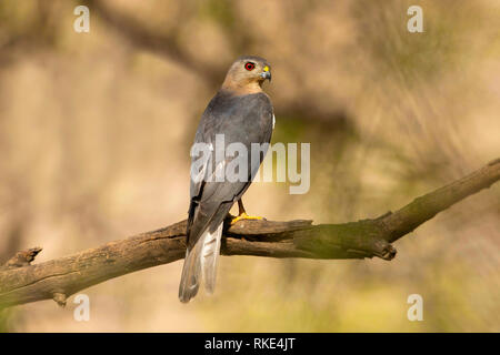 Shikra, Accipiter badius, männlich, Ranthambore Tiger Reserve, Rajasthan, Indien Stockfoto