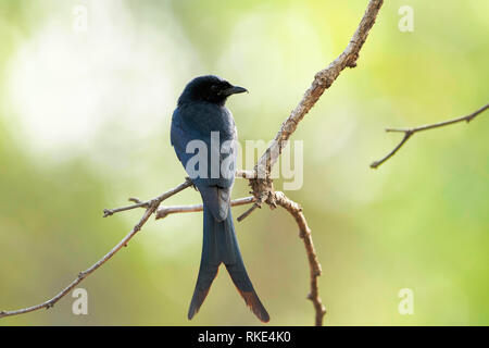 White-bellied Drongo, Dicrurus caerulescens, Ranthambore Tiger Reserve, Rajasthan, Indien Stockfoto