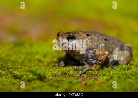 Ramanella anamalaiensis Arten von Schmal-Mouthed Frog in Südindien, Sharavati, Karnataka, Indien Stockfoto