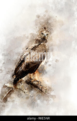 Aquarell Abbildung Tawny Eagle (Aquila rapax) Portrait. Schöne Wildlife World Stockfoto