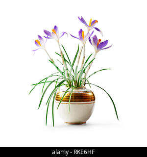 Crocus Frühjahrsblüher in retro Vase auf weißem Hintergrund Freistellungspfad isoliert enthalten. Urlaub präsentieren und Design Element Stockfoto