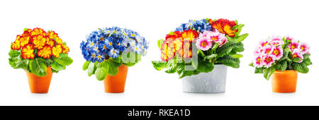 Feder primrose Blumen, Blumentopf mit bunten Primula Blumenstrauß Sammlung auf weißem Hintergrund. Designelemente, Ostern und spr Stockfoto