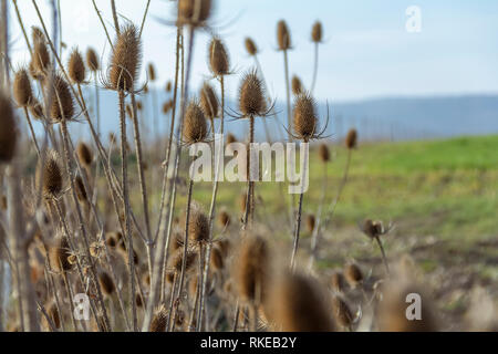 Sere karde Pflanzen im Herbst Stockfoto