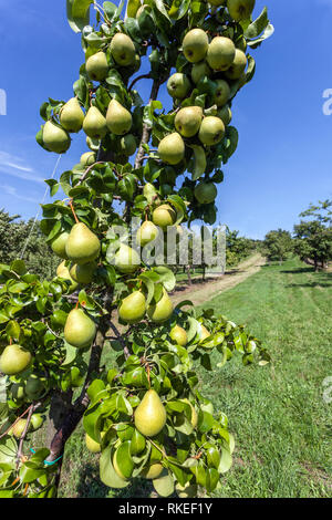 Reifende Früchte auf Birnenbaum, Birnengarten Stockfoto